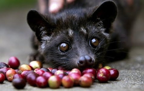Coffee Facts: What is Kopi Luwak?